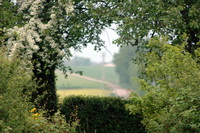 The hedge window